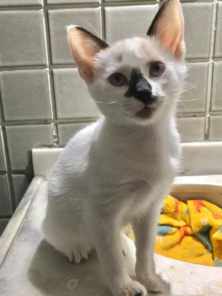 Mayara, gata de porte pequeno para adoção em João Pessoa - PB