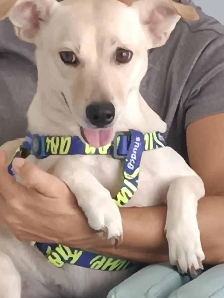 Belinha, cachorro de porte pequeno para adoção em João Pessoa - PB