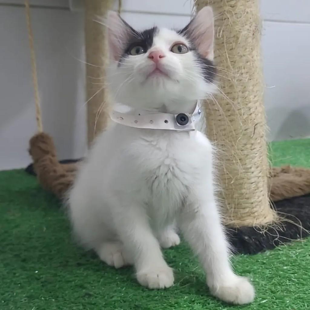 Petruquio, gato de porte pequeno para adoção em João Pessoa - PB
