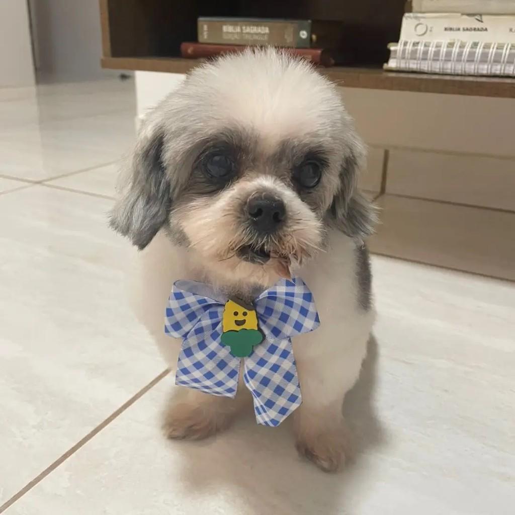 Pitter, cachorro de porte pequeno para adoção em João Pessoa - PB