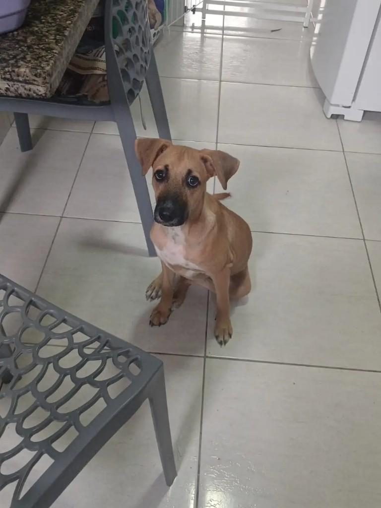 Princesinha, cachorro de porte médio para adoção em João Pessoa - PB