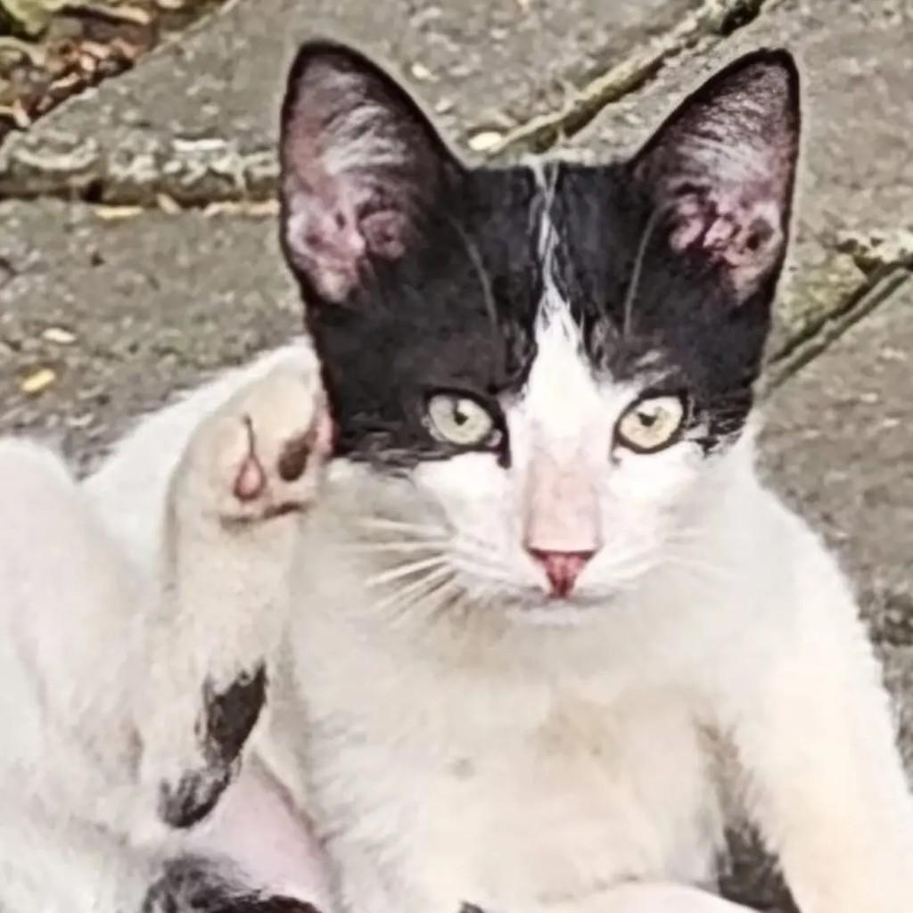 Tiquinho, gato de porte pequeno para adoção em João Pessoa - PB