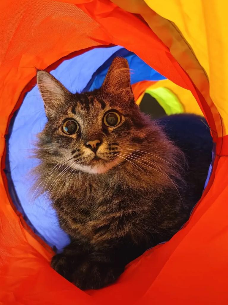 Tigresa, gata de porte médio para adoção em João Pessoa - PB