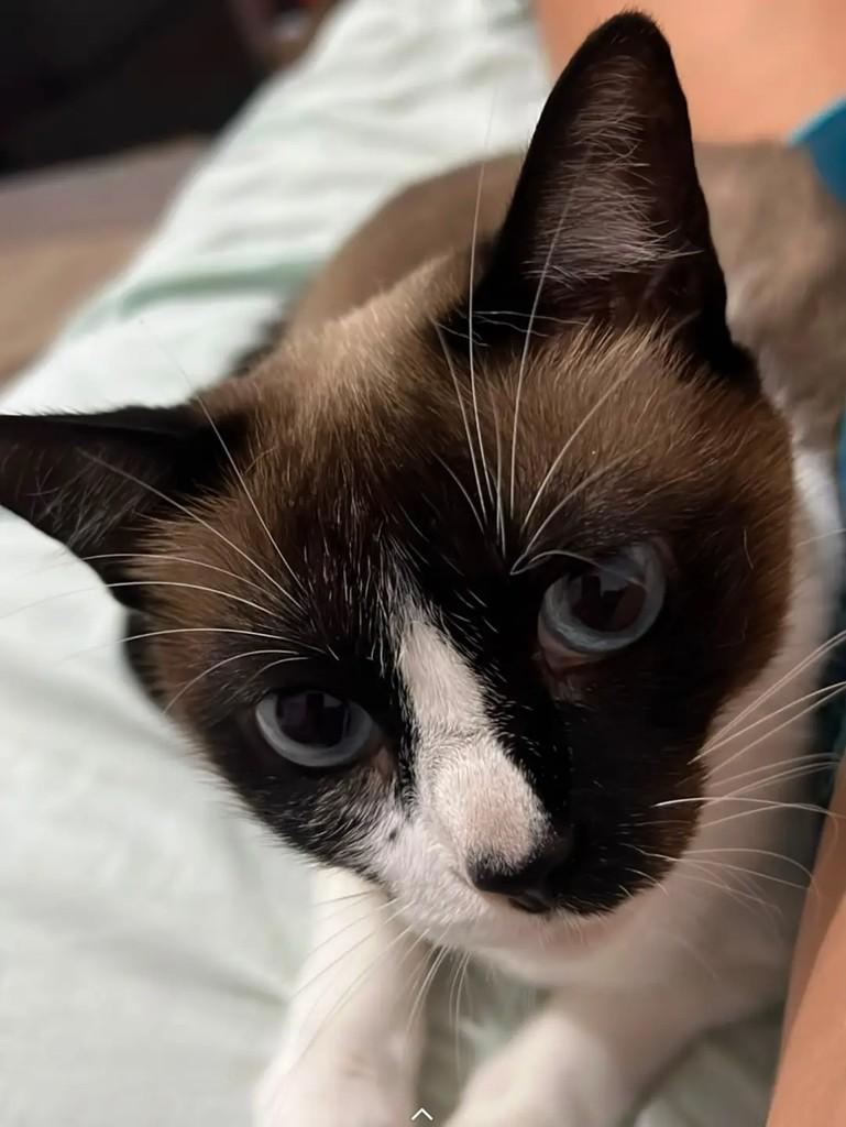 Duquesa, gata de porte pequeno para adoção em João Pessoa - PB