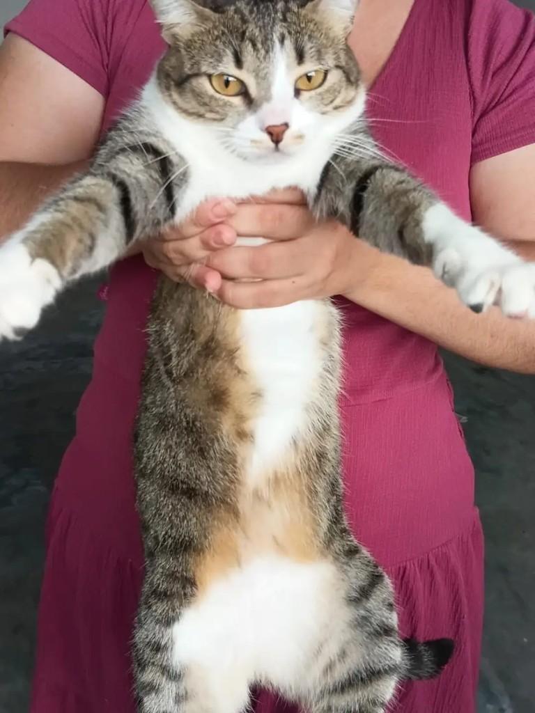 Mocinha, gata de porte médio para adoção em João Pessoa - PB