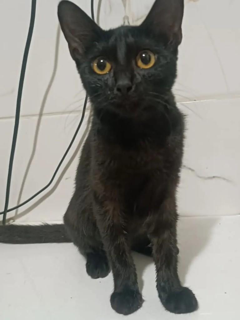 Linda gatinha, gata de porte pequeno para adoção em João Pessoa - PB