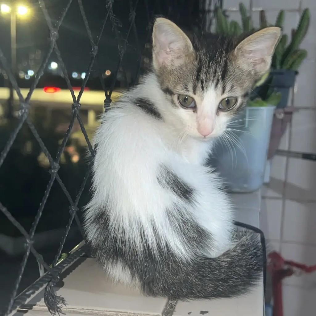 Bicolor, gato de porte pequeno para adoção em João Pessoa - PB