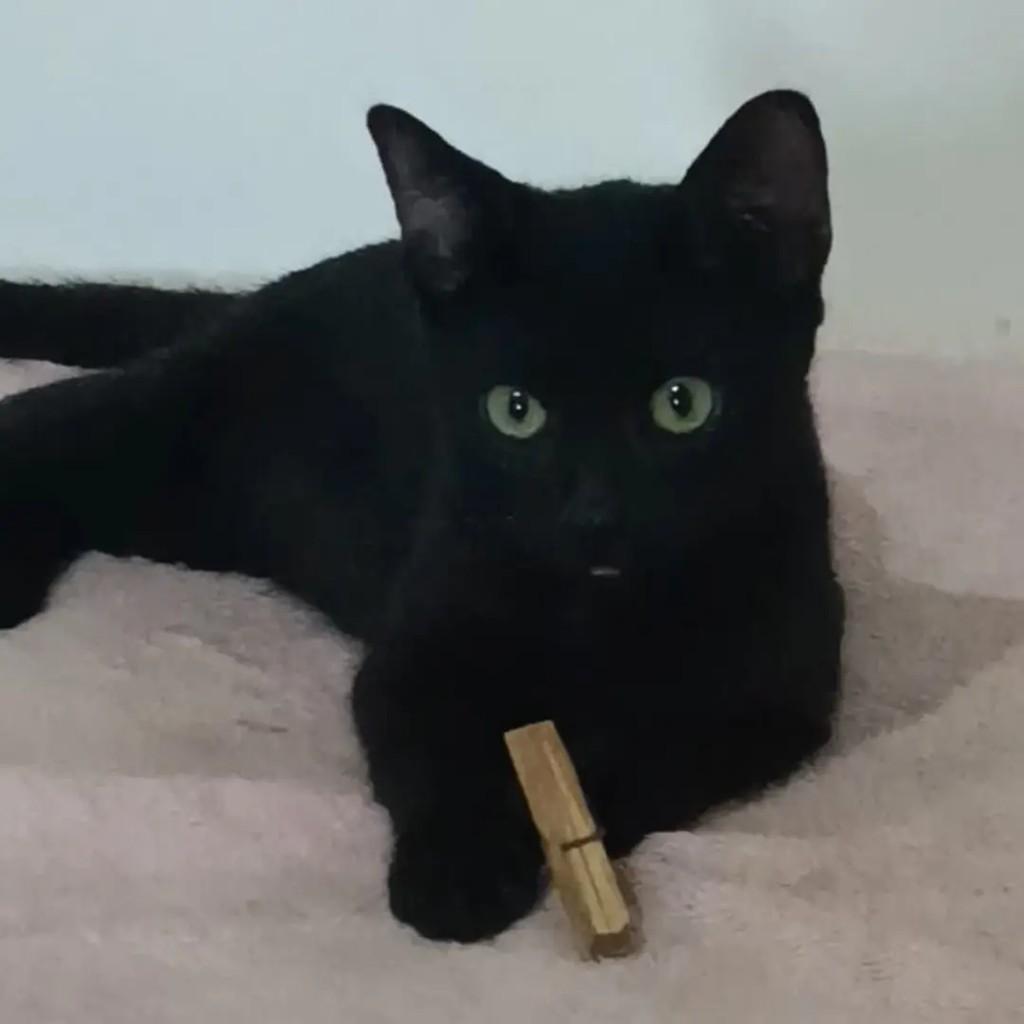 Veludinho Negro, gato de porte pequeno para adoção em João Pessoa - PB