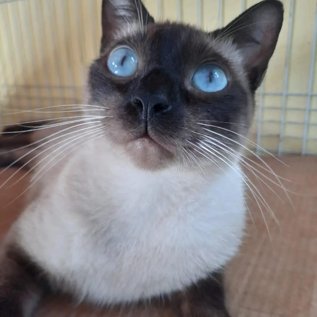 Amendoin, gato de porte médio para adoção em João Pessoa - PB