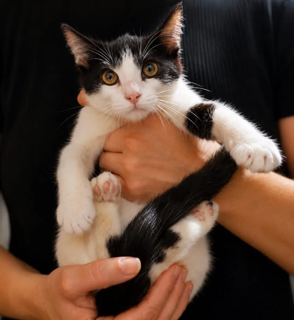 Pimpo, gato para adoção em João Pessoa - PB