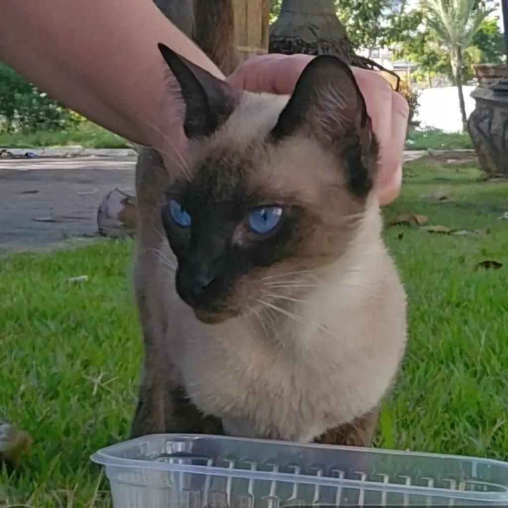 Amora, gata de porte pequeno para adoção em João Pessoa - PB