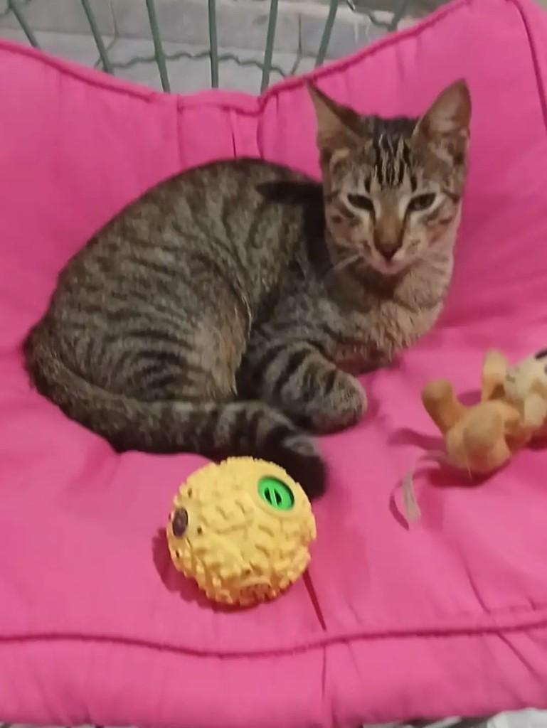 Shiva, gato de porte pequeno para adoção em João Pessoa - PB