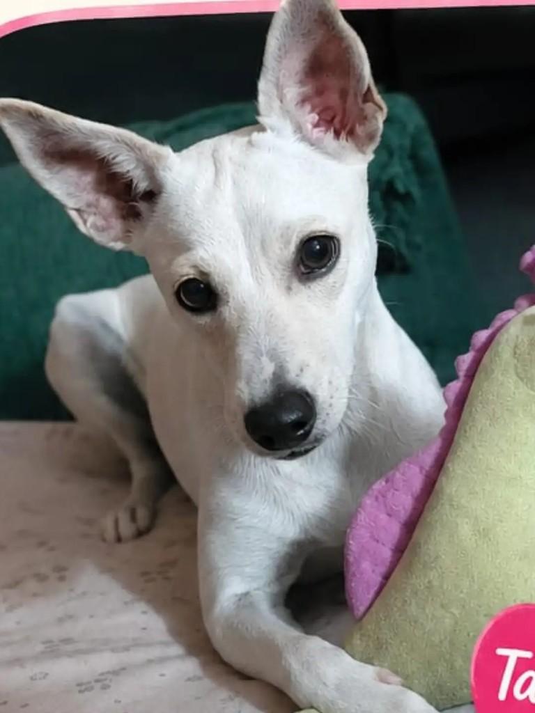 Tapioca, cadela de porte médio para adoção em João Pessoa - PB