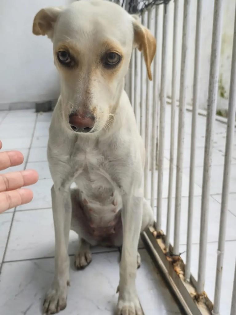 Bonitona, cachorro de porte médio para adoção em João Pessoa - PB