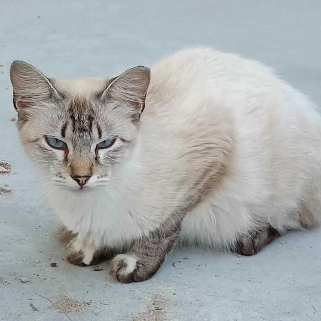 Lobita, gata de porte médio para adoção em João Pessoa - PB