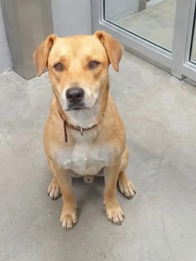 Lindo cachorrinho, cachorro de porte médio para adoção em João Pessoa - PB