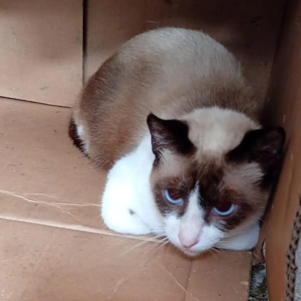 Chiquinha, gata de porte pequeno para adoção em João Pessoa - PB