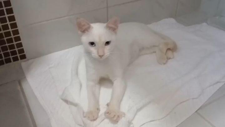 Ana Lua, gata de porte pequeno para adoção em João Pessoa - PB