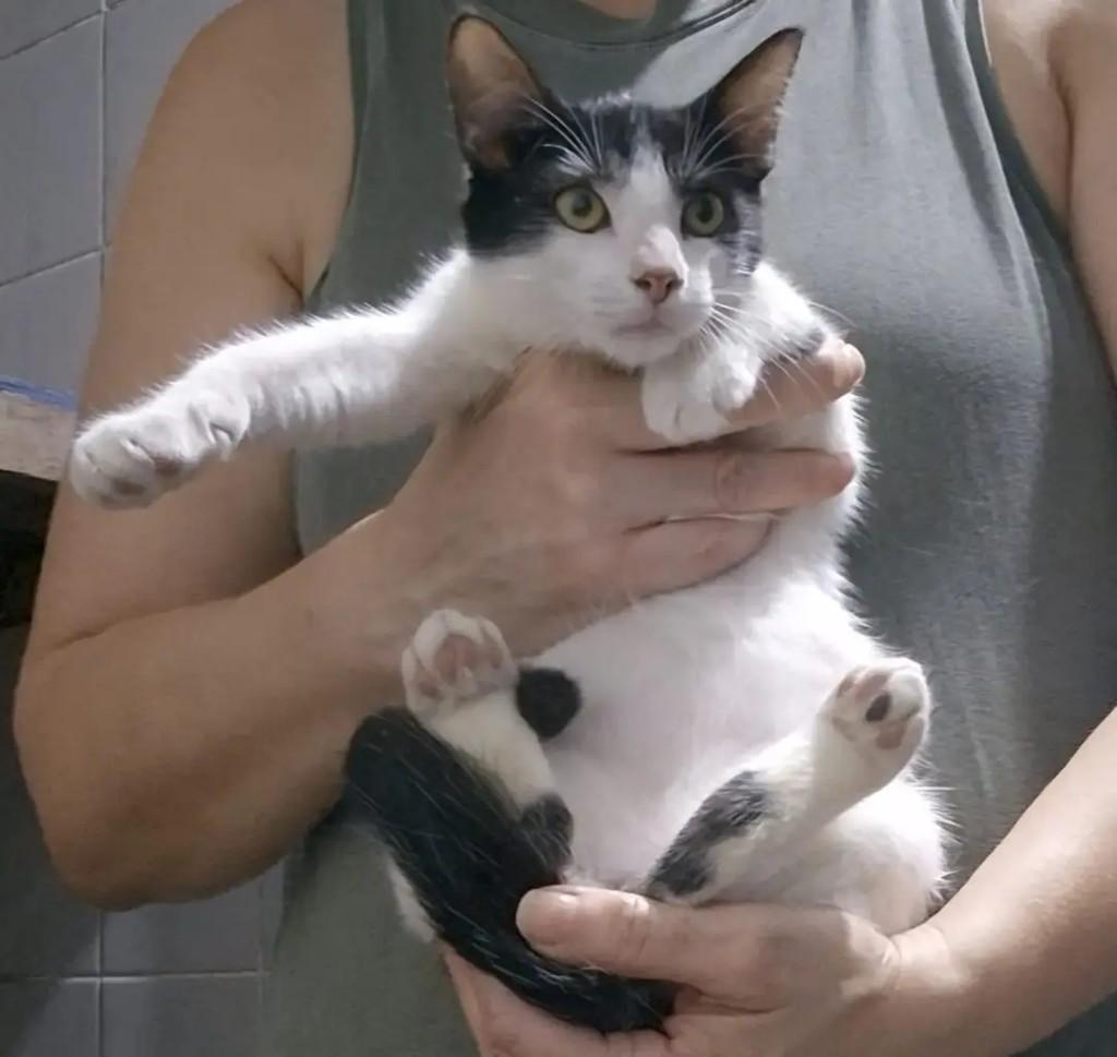 Pimpinho, gato de porte pequeno para adoção em João Pessoa - PB