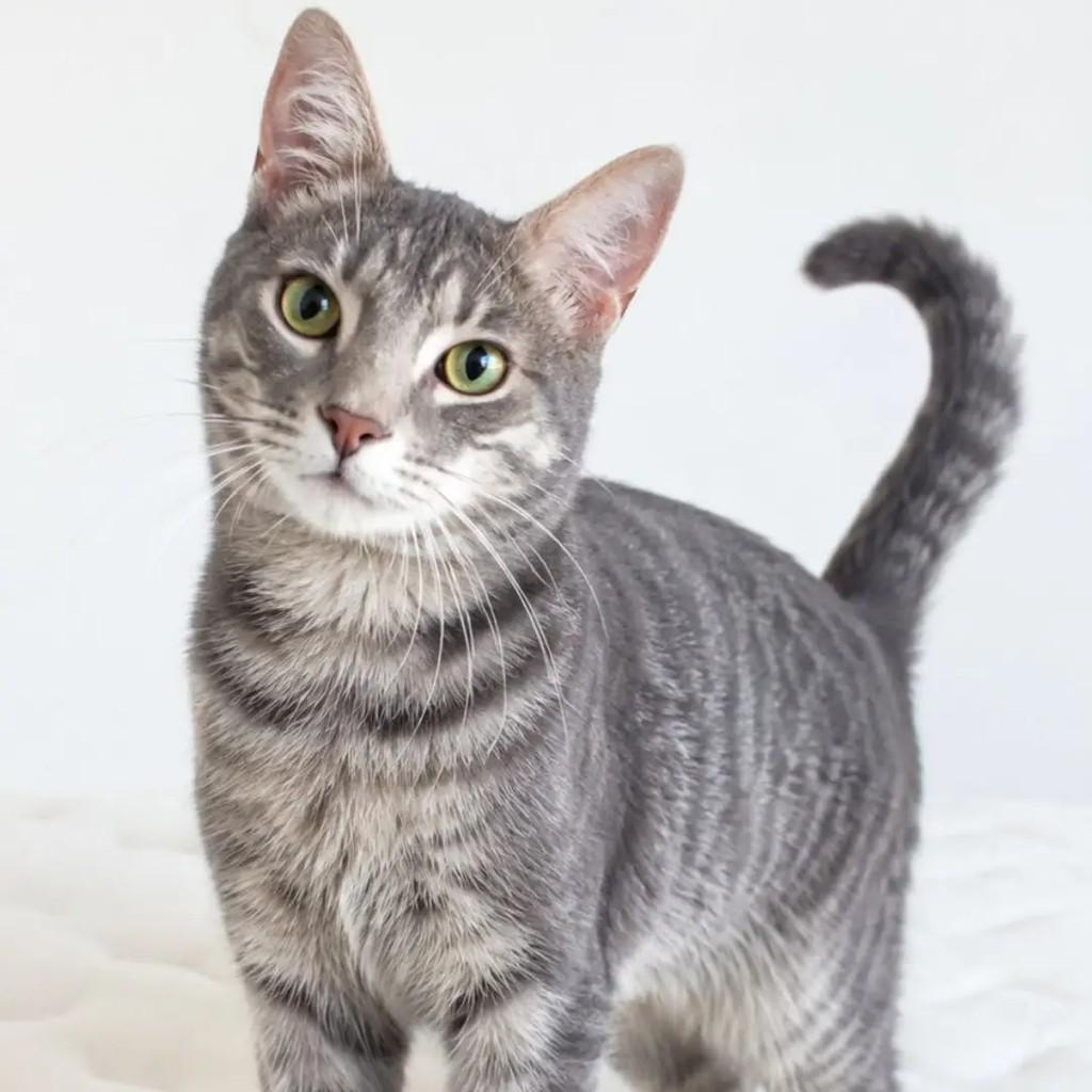 GatoTigrado, gato para adoção em João Pessoa - PB