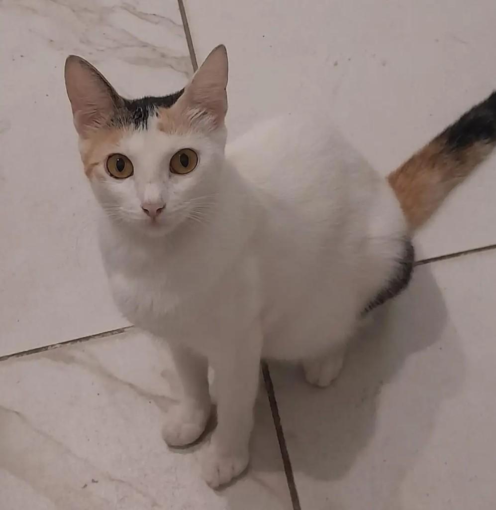Princesinha Linda, gata de porte pequeno para adoção em João Pessoa - PB