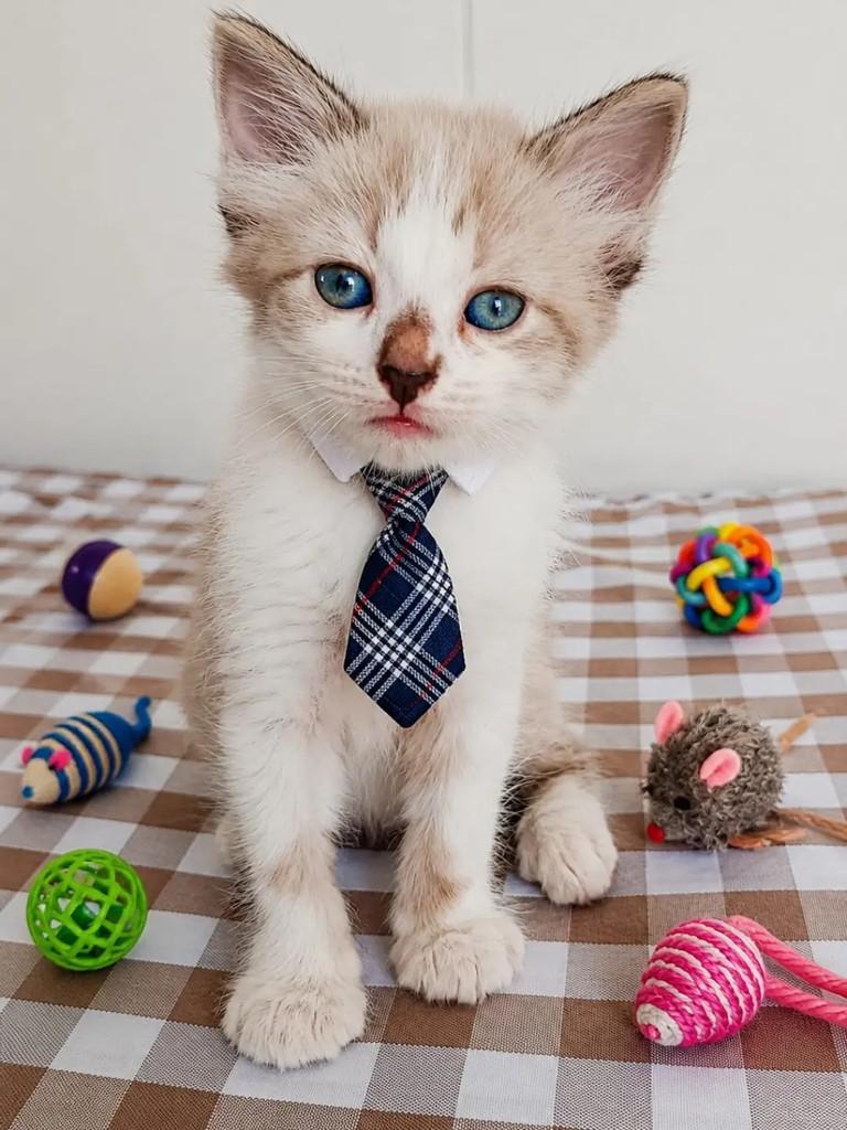 Floquinho, gato de porte pequeno para adoção em João Pessoa - PB