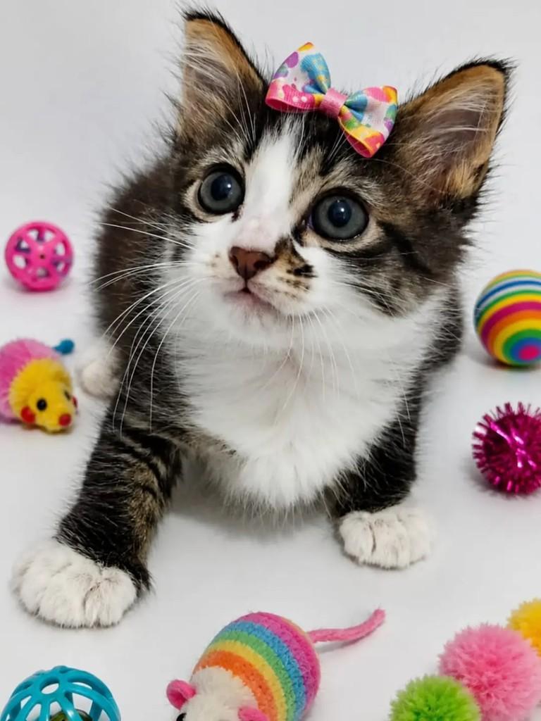 Mia, gata de porte pequeno para adoção em João Pessoa - PB