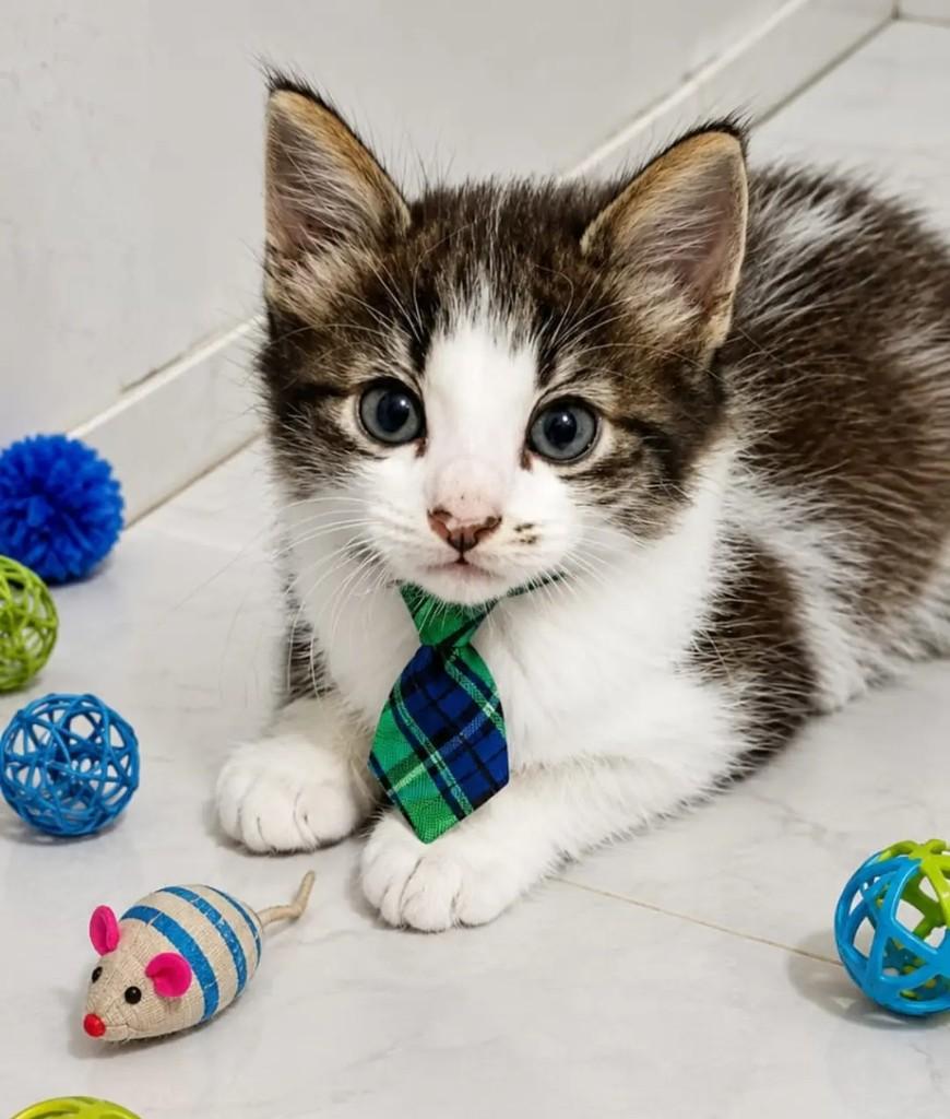 Nico, gato de porte pequeno para adoção em João Pessoa - PB