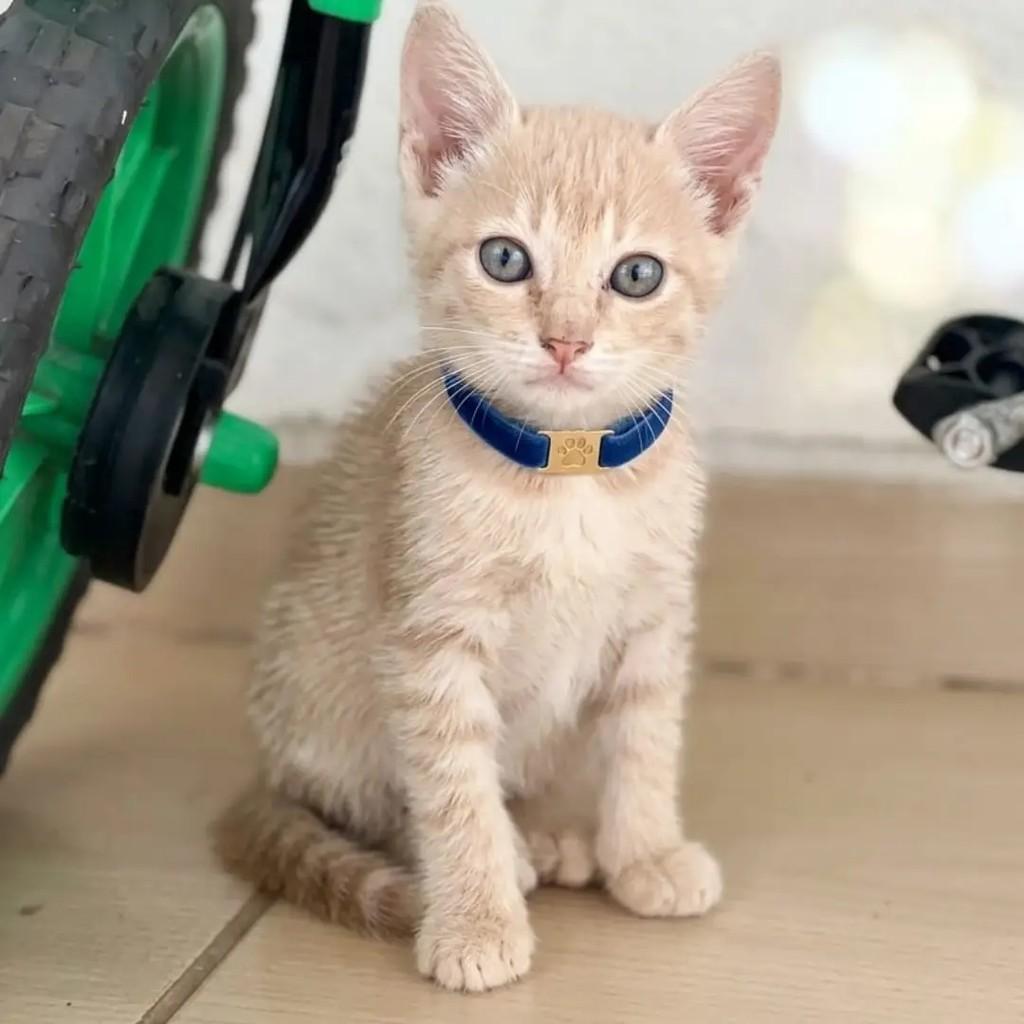 Laranjinha, gato de porte pequeno para adoção em João Pessoa - PB