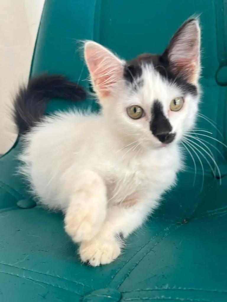 Bento, gato de porte pequeno para adoção em João Pessoa - PB