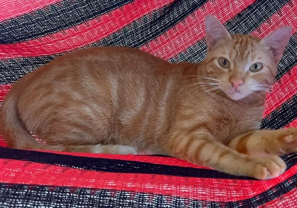 Pudim, gata de porte pequeno para adoção em João Pessoa - PB