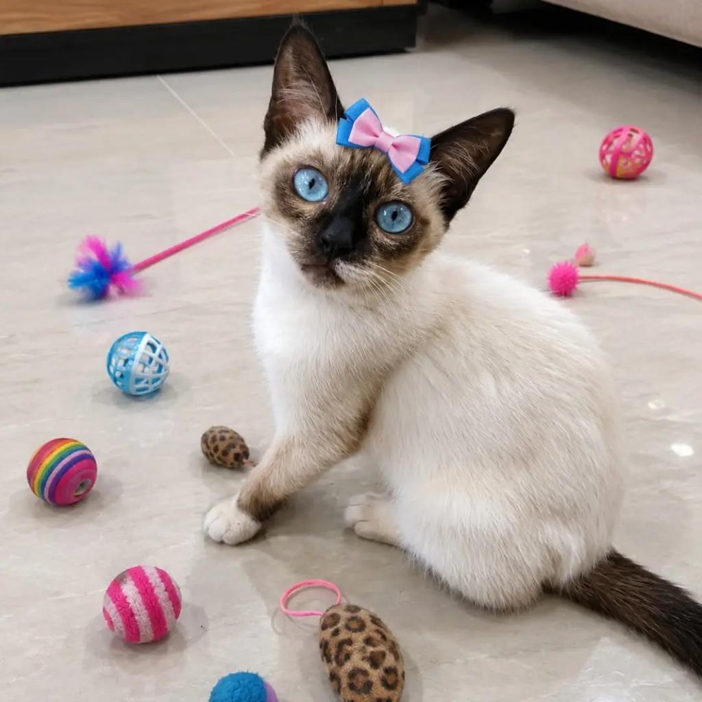 Kiki, gata de porte pequeno para adoção em João Pessoa - PB