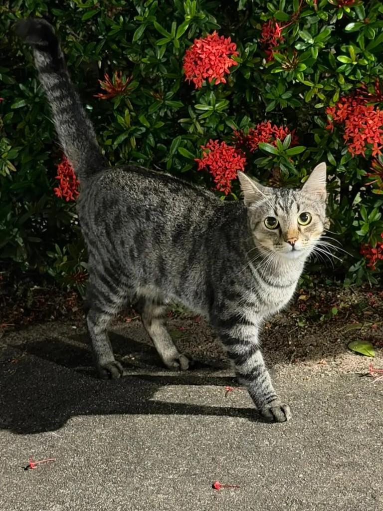 Linho, gato de porte pequeno para adoção em João Pessoa - PB