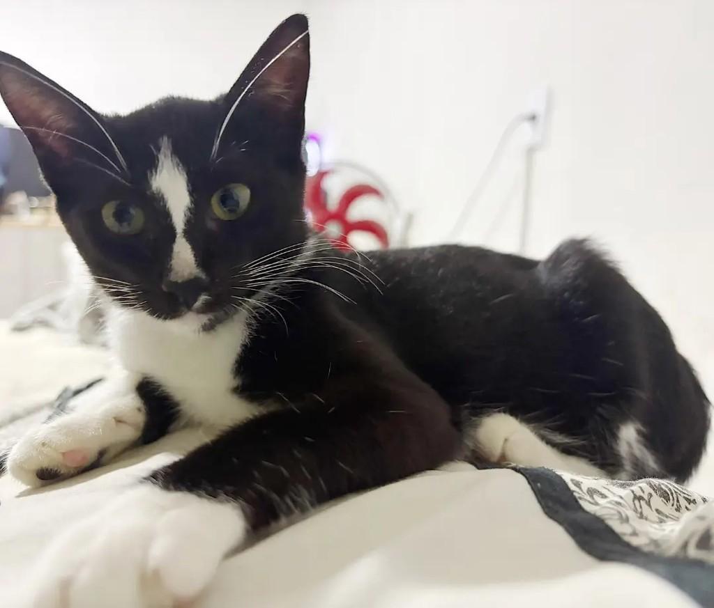 Carmela, gato de porte pequeno para adoção em João Pessoa - PB