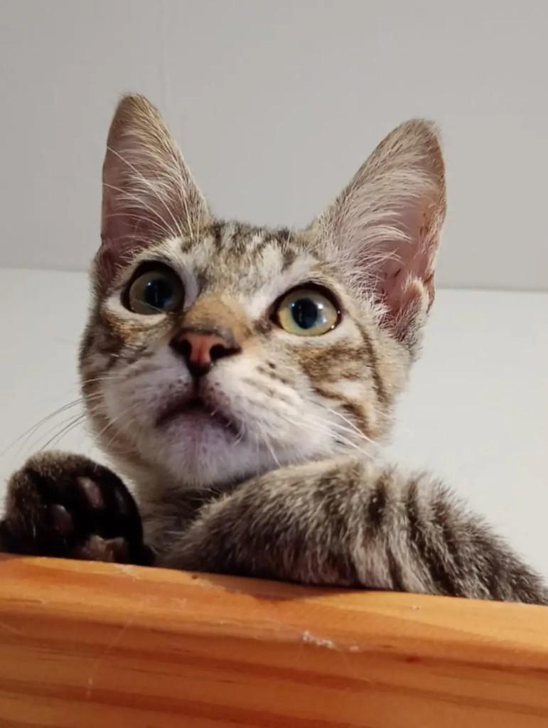 Lindo, gato de porte pequeno para adoção em João Pessoa - PB