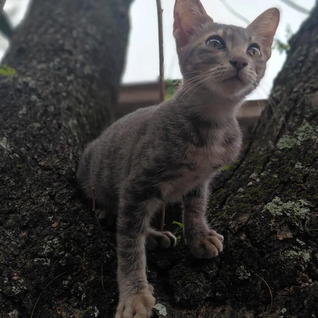 Peter Park, gato de porte pequeno para adoção em João Pessoa - PB