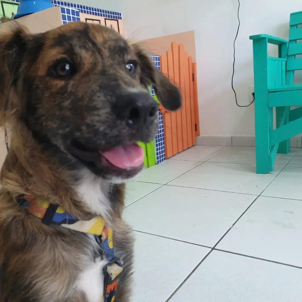 Bonitão, cachorro de porte médio para adoção em João Pessoa - PB