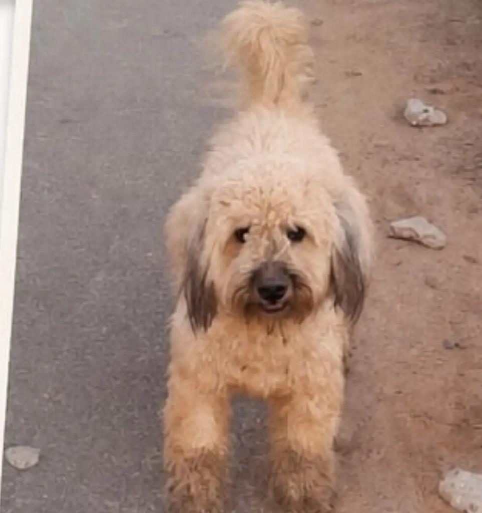 Pablo, cachorro de porte médio para adoção em João Pessoa - PB