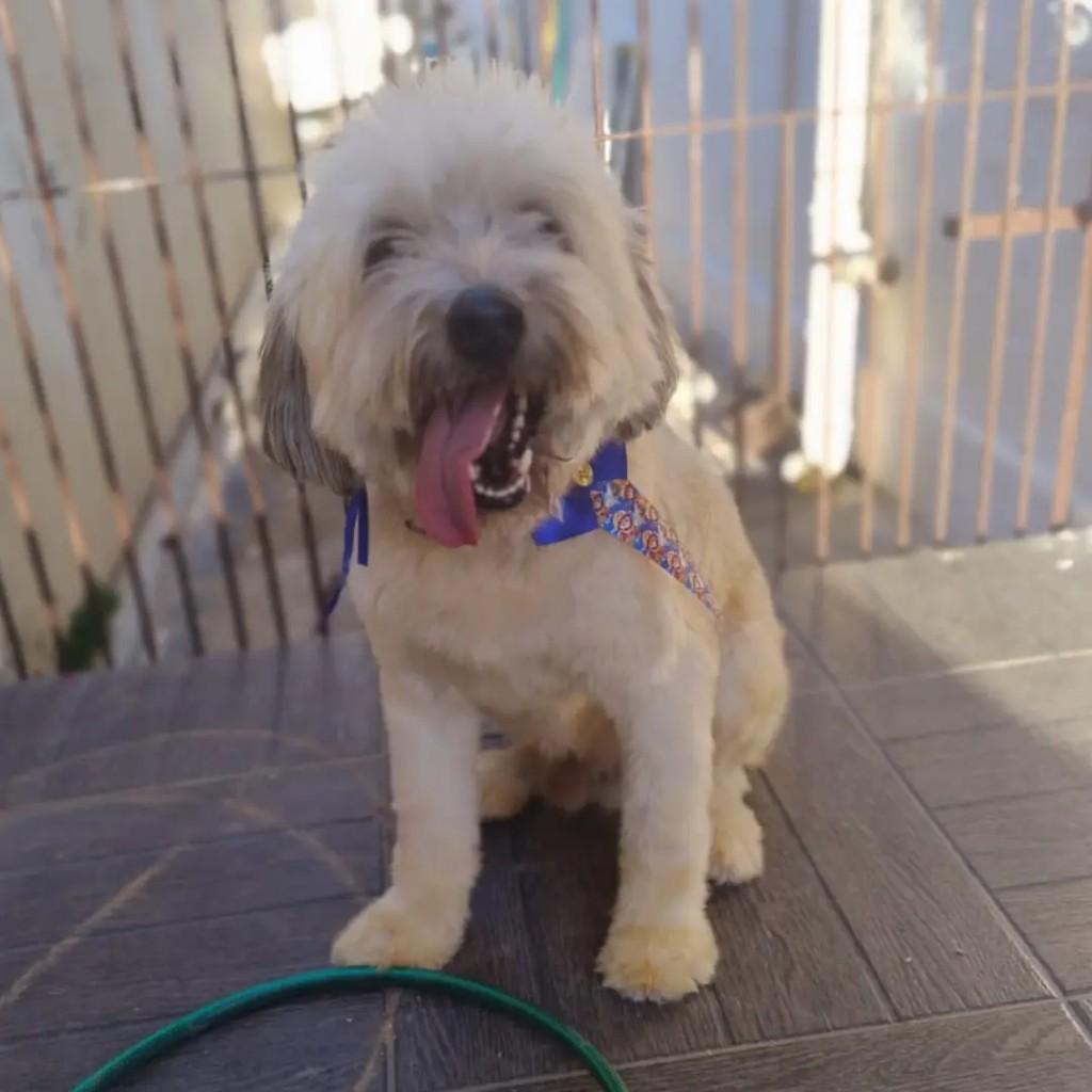 Luppy, cachorro de porte pequeno para adoção em João Pessoa - PB
