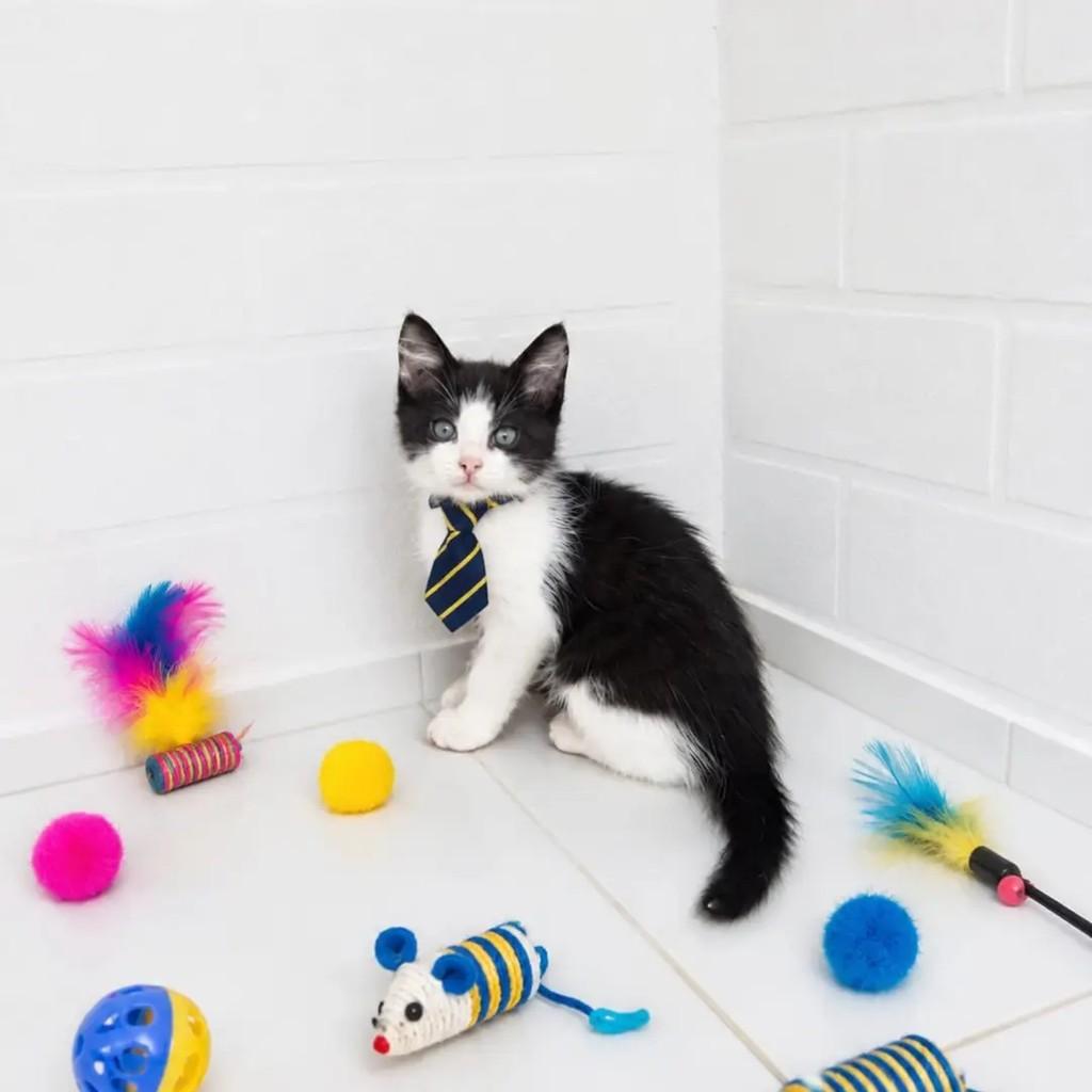 Joca, gato de porte pequeno para adoção em João Pessoa - PB