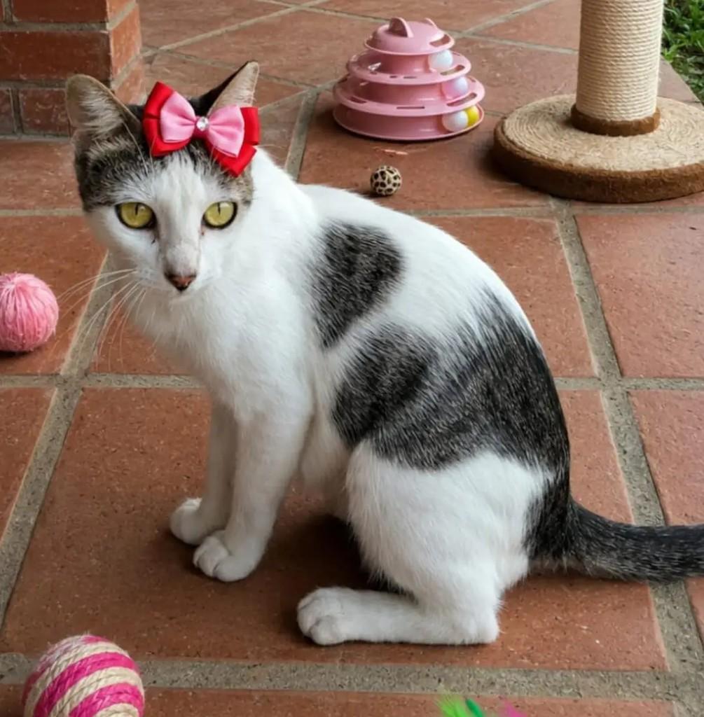 Maya, gata de porte pequeno para adoção em João Pessoa - PB
