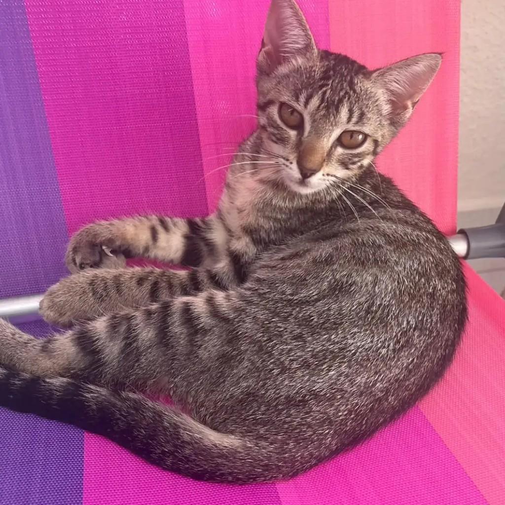 Jully, gato de porte pequeno para adoção em João Pessoa - PB