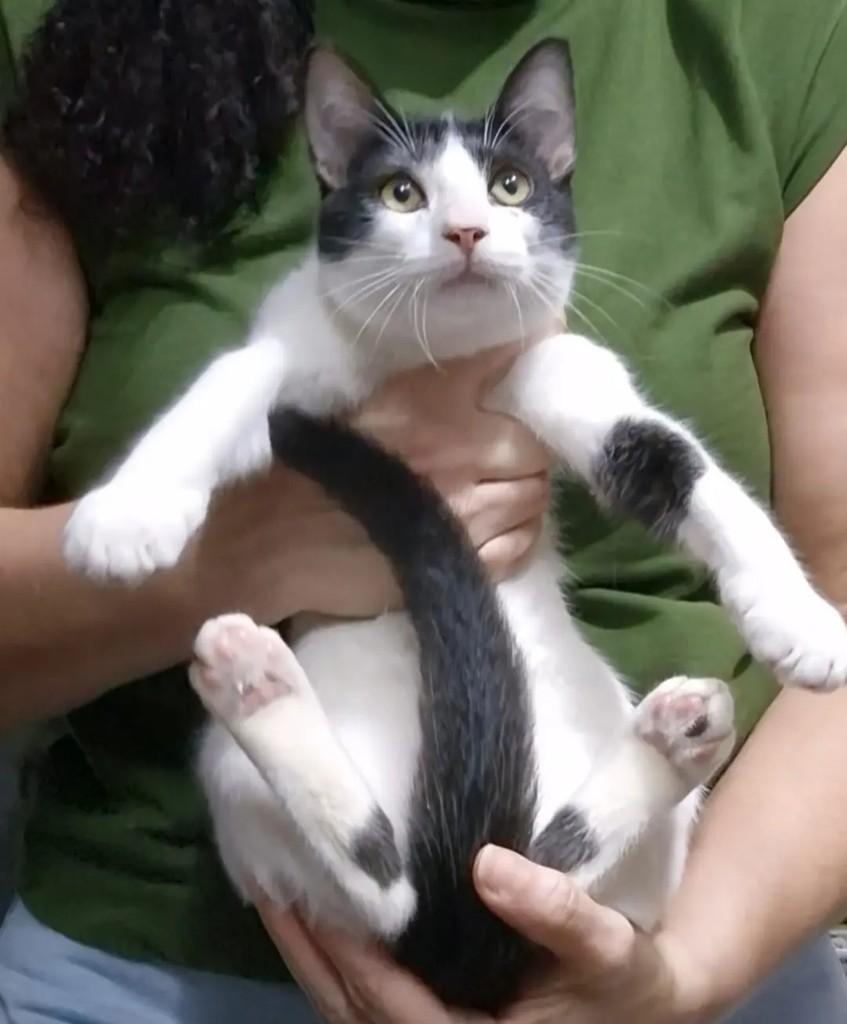 Menininho, gato de porte pequeno para adoção em João Pessoa - PB