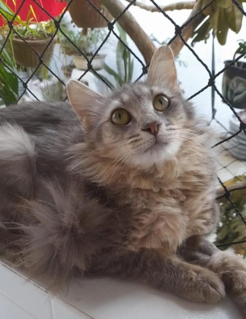 Peluda, gata de porte médio para adoção em João Pessoa - PB