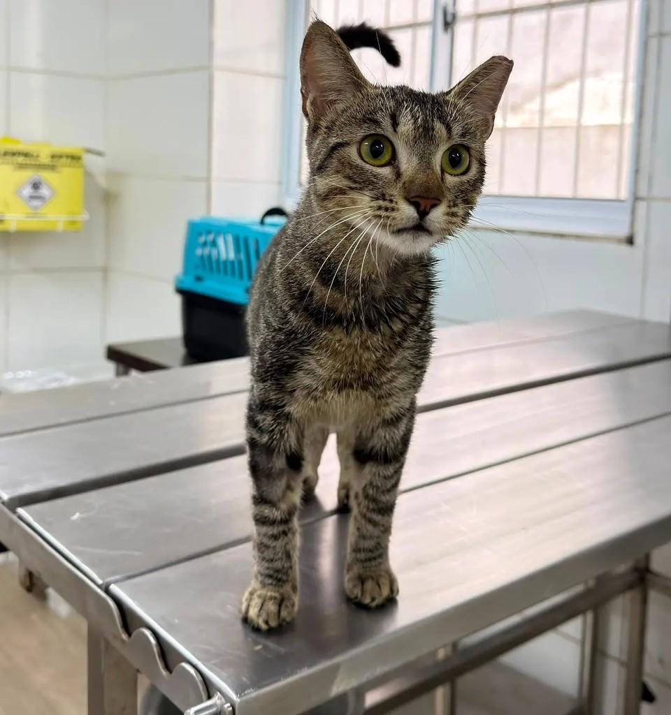 Isabella, gato de porte pequeno para adoção em João Pessoa - PB