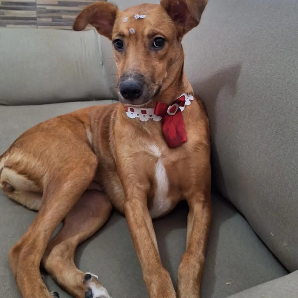 Lola, cachorro de porte médio para adoção em João Pessoa - PB