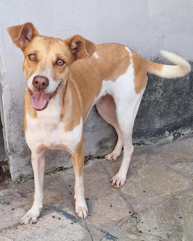 Mel, cadela de porte médio para adoção em João Pessoa - PB