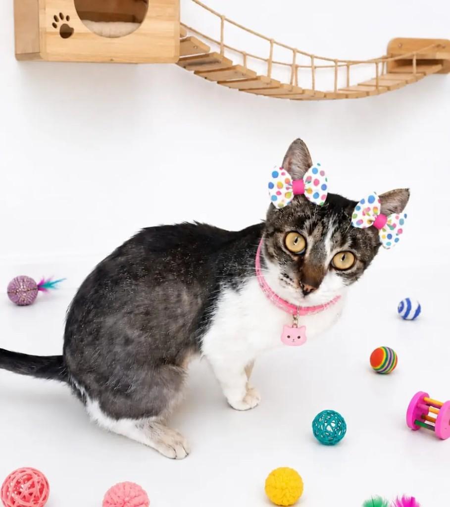 Aninha, gata de porte pequeno para adoção em João Pessoa - PB