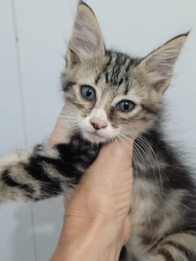 Felpuda, gata de porte pequeno para adoção em João Pessoa - PB