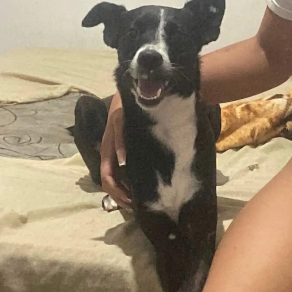 Rubi, cadela de porte médio para adoção em João Pessoa - PB
